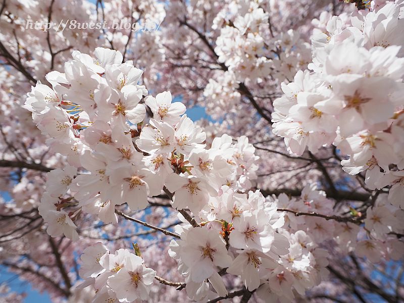 桜08