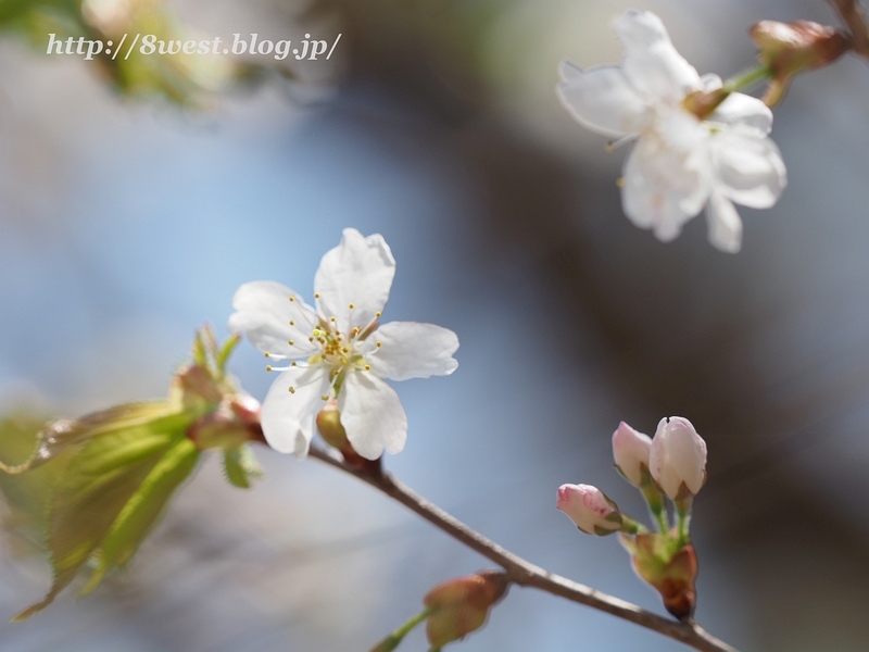 霞桜24