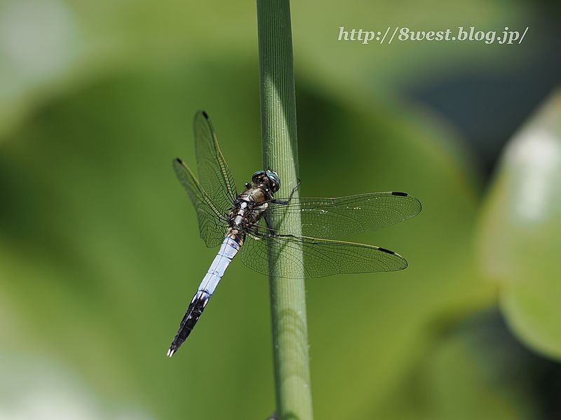 シオカラトンボ