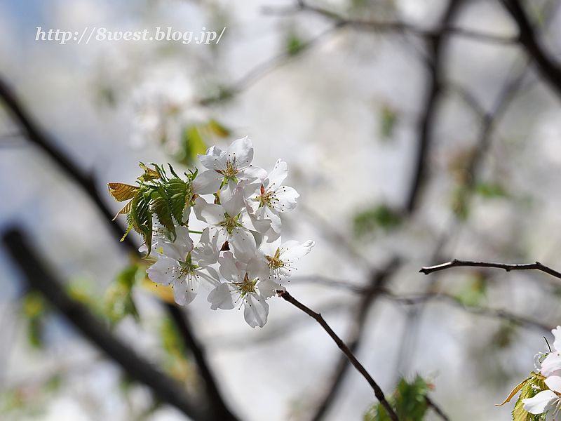 霞桜7