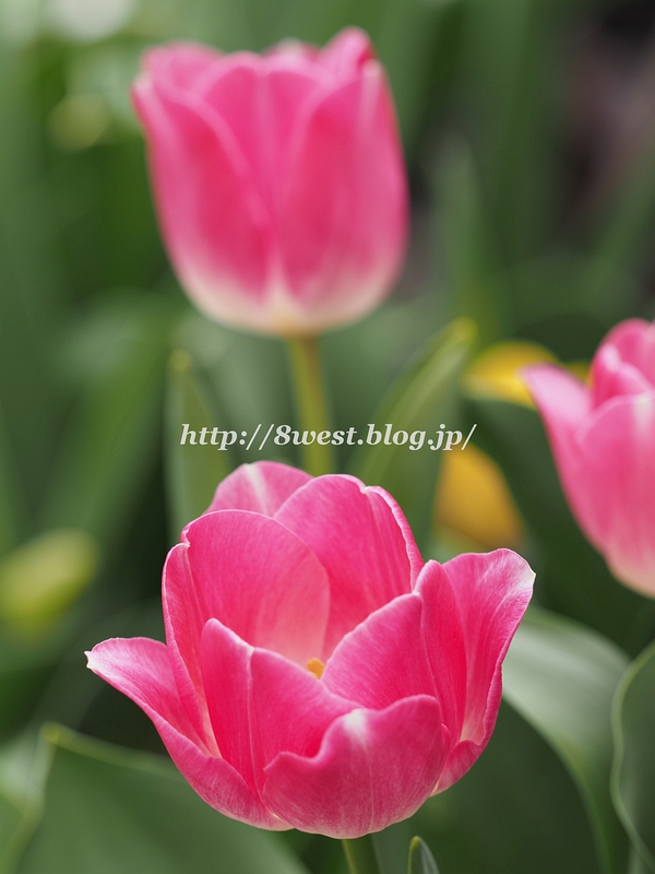 チューリップ