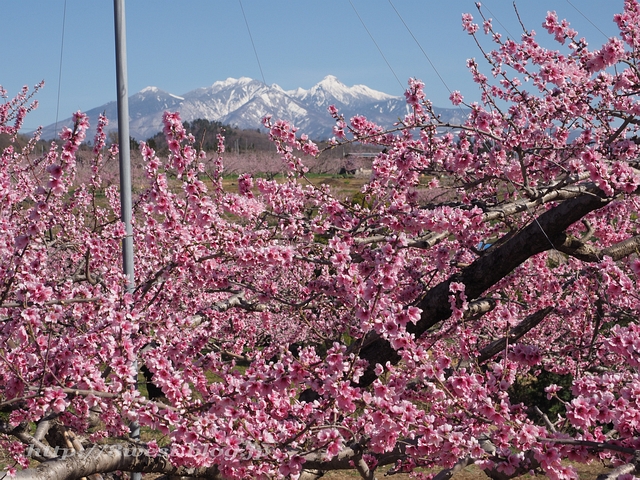 桃と八ヶ岳04