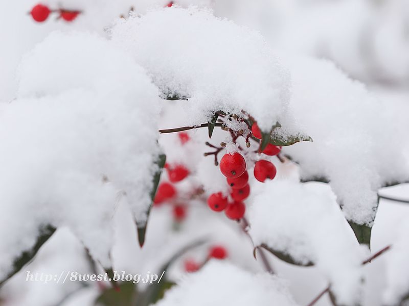雪3