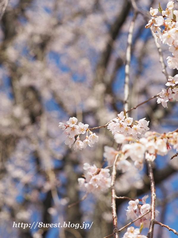 葛窪枝垂桜03