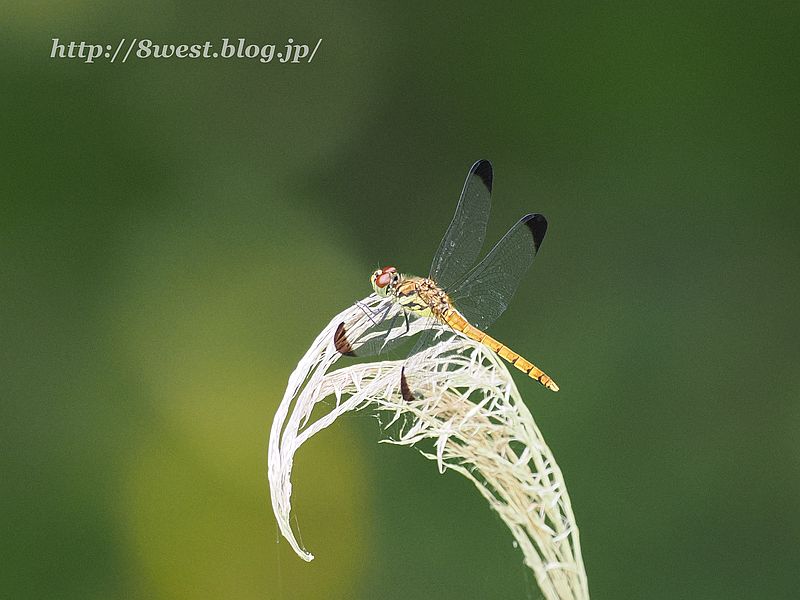 コノシメトンボ1