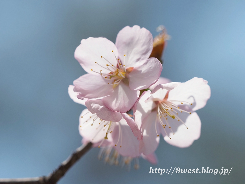 オオヤマザクラ2