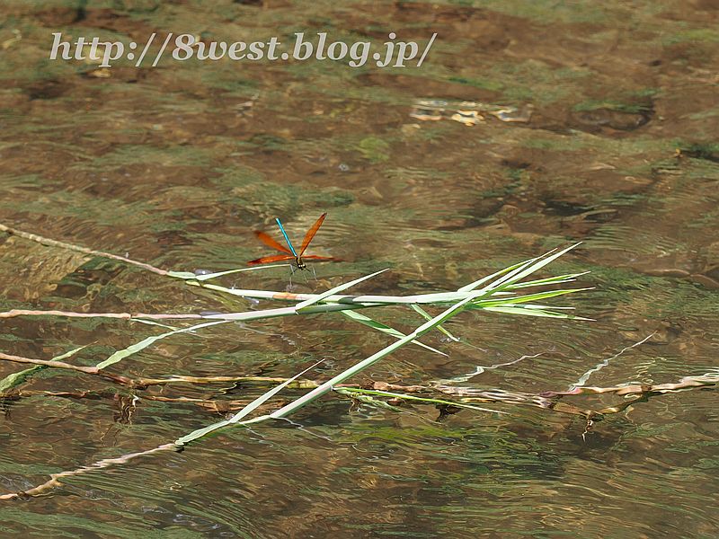 ミヤマカワトンボ14