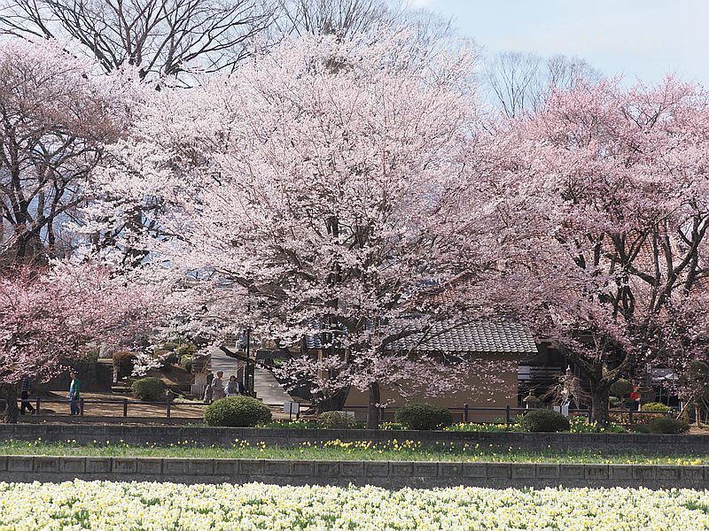 桜と水仙2