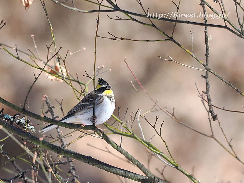 ミヤマホオジロ5
