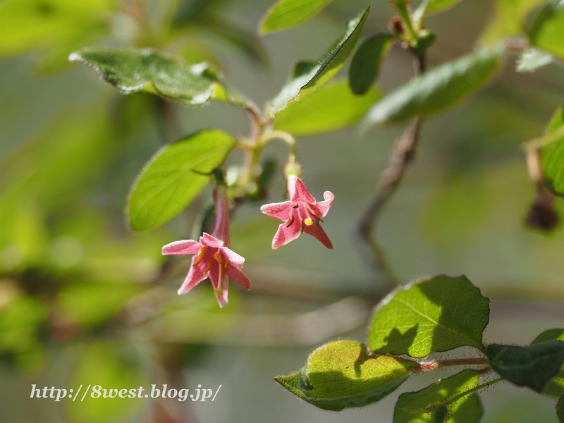 ミヤマウグイスカグラ