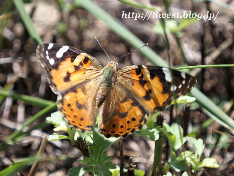 ヒメアカタテハ03