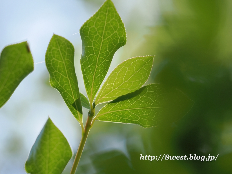 ドウダンツツジ