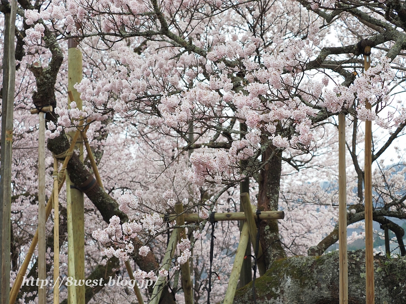 神代桜39