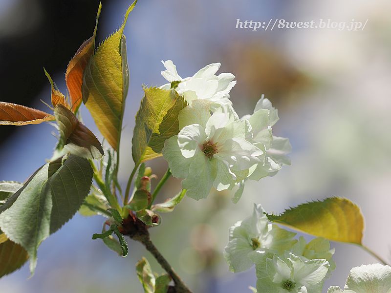 八重桜15