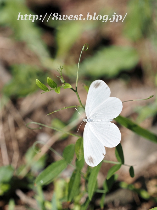 ヒメシロチョウ12