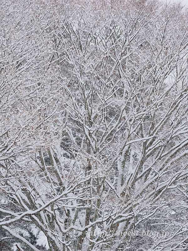 雪2