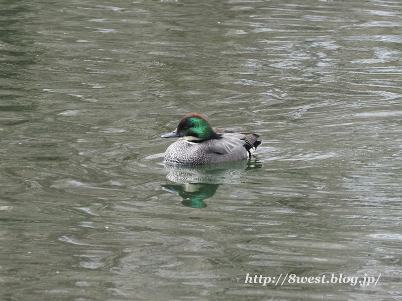 ヨシガモ8