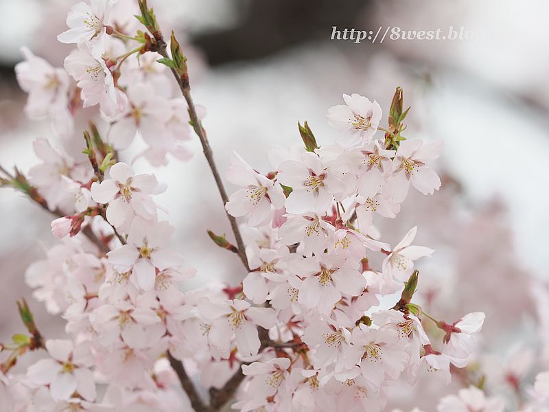 高遠小彼岸桜18
