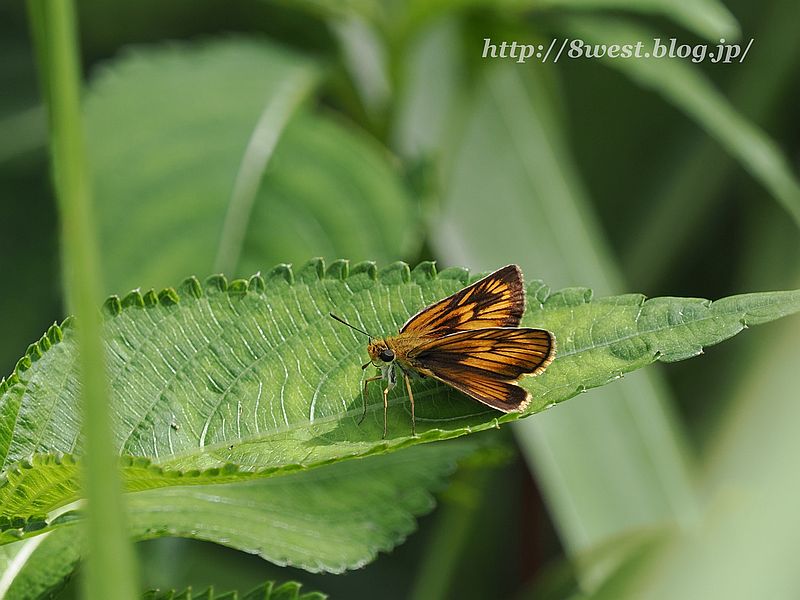 スジグロチャバネセセリ3