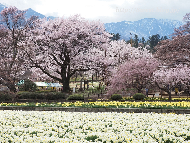 桜と水仙3