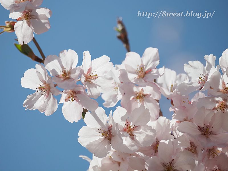 桜28