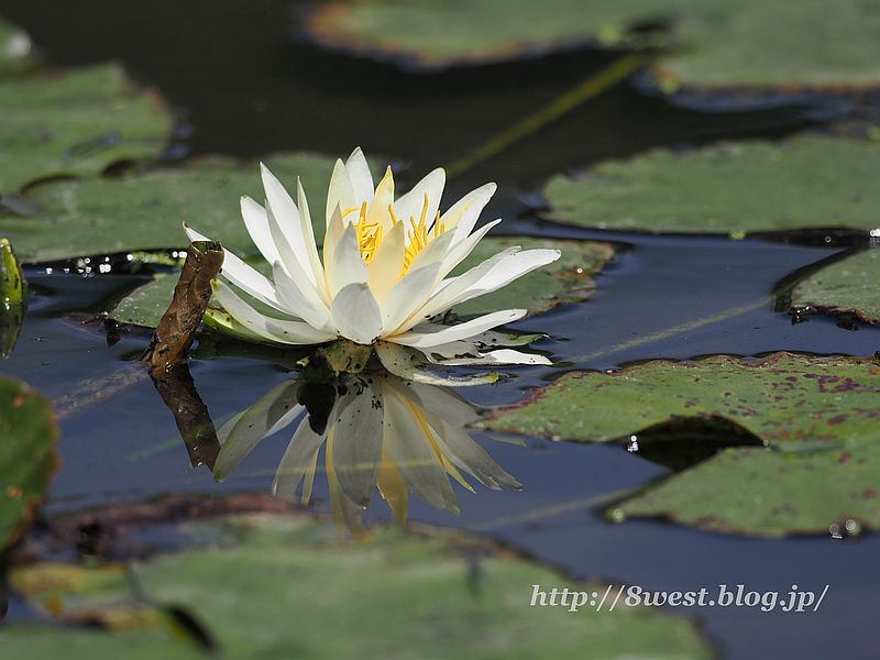 睡蓮14