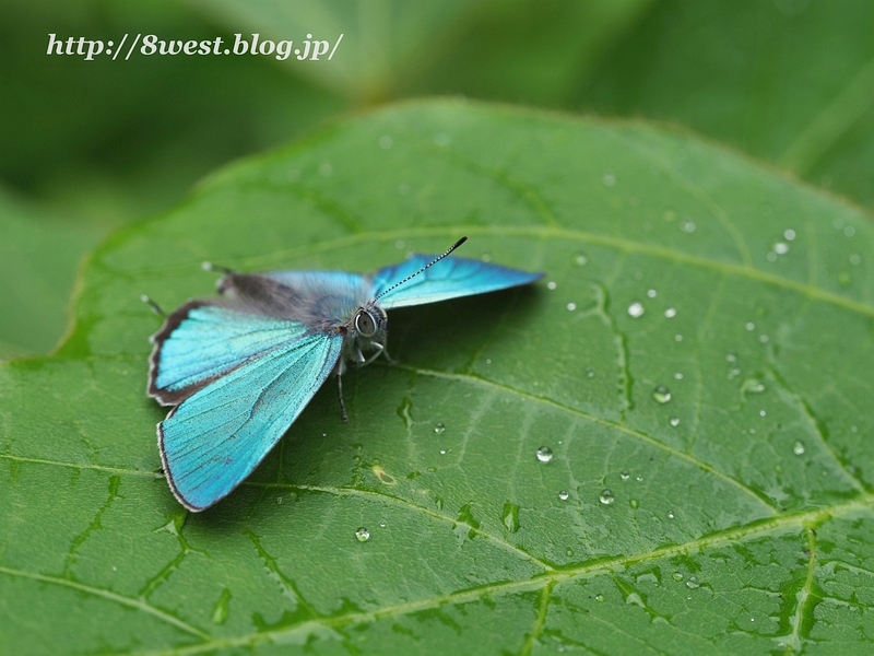 ジョウザンミドリシジミ26