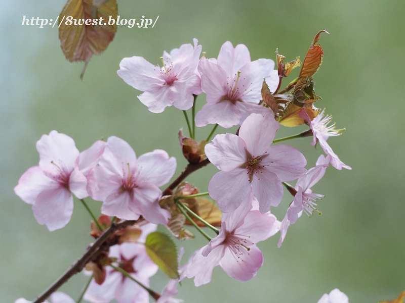 大山桜1