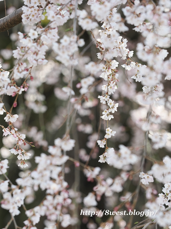 祖霊桜20