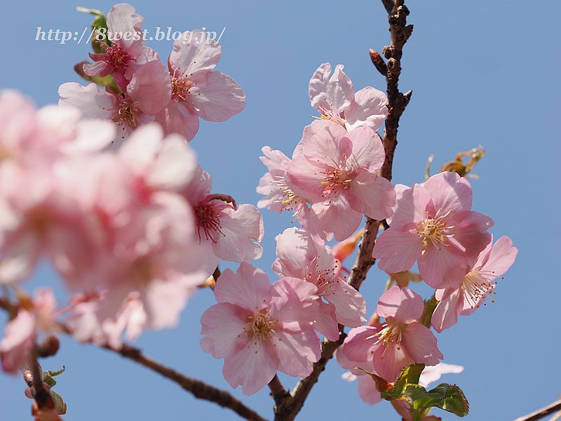 河津桜05