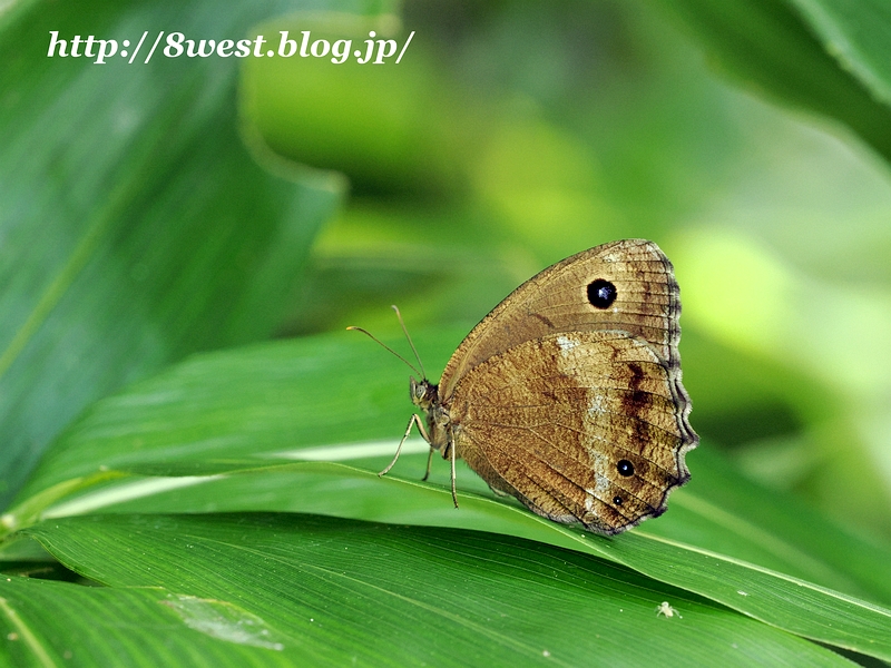 ジャノメチョウ
