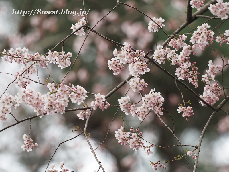 桜03
