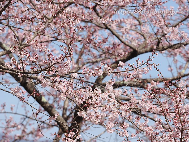 臥龍桜の子桜01