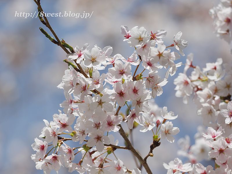 桜4