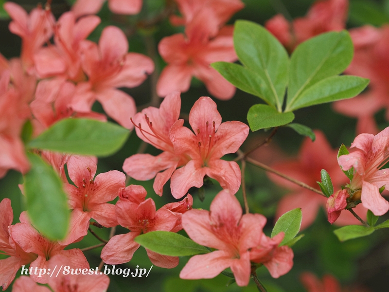 ヤマツツジ2