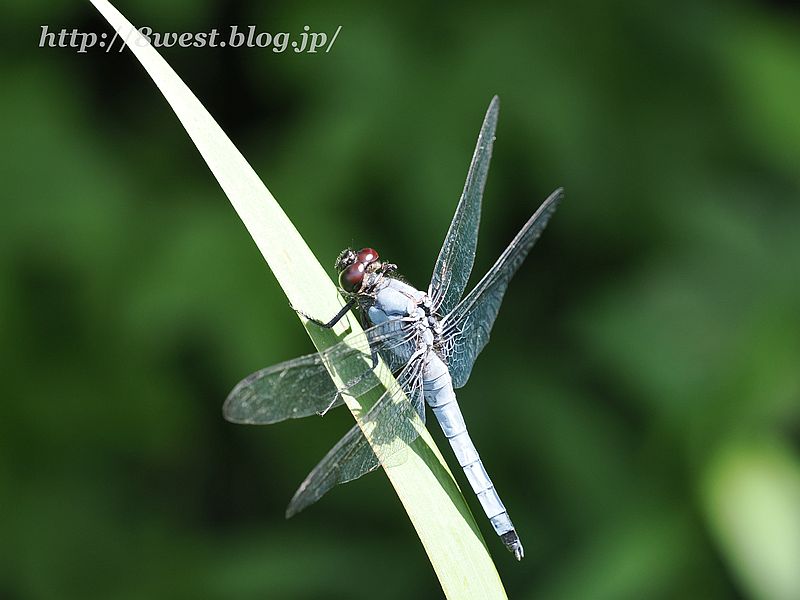 オオシオカラトンボ1