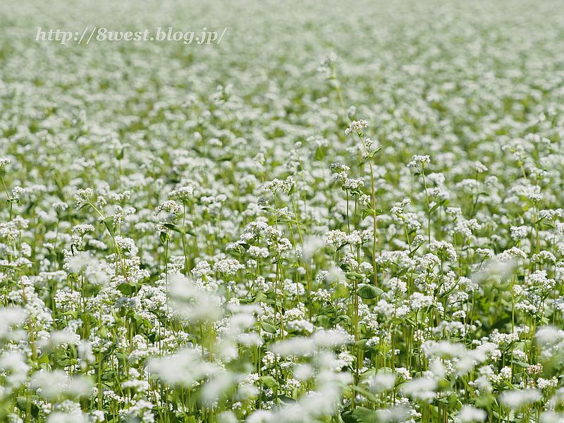 蕎麦畑3