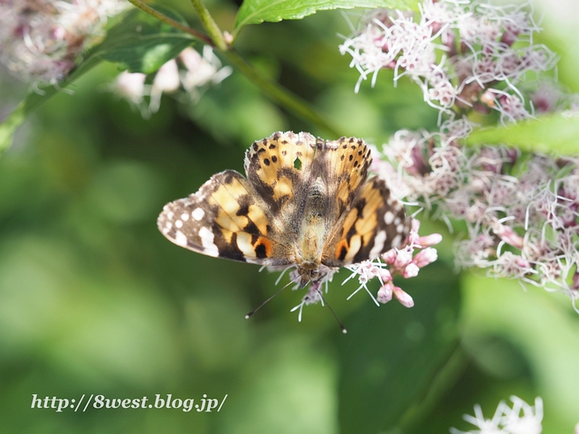 ヒメアカタテハ1