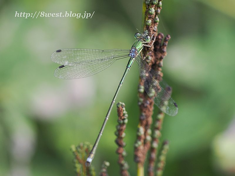 オオアオイトトンボ5