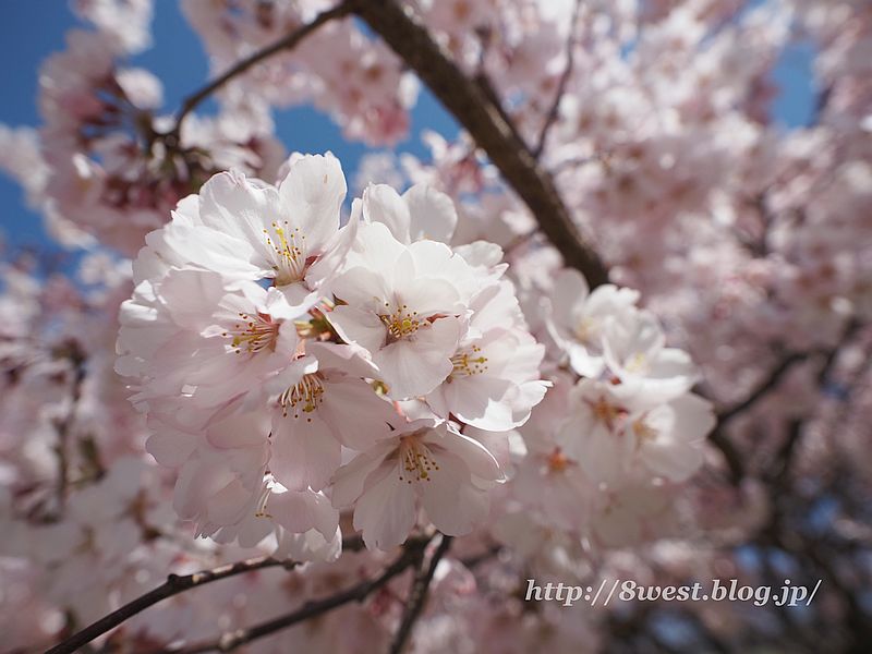 桜02