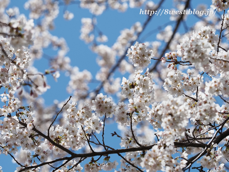 桜3