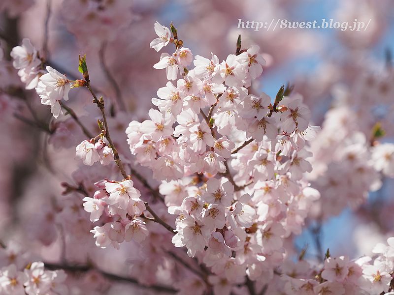 桜42