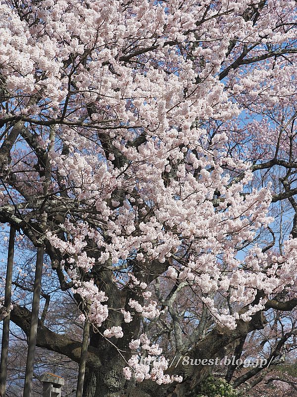 神代桜22