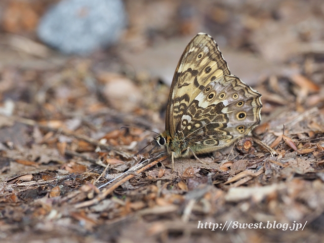 ヤマキマダラヒカゲ3