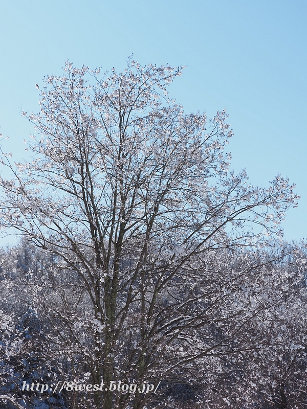 雪の花2