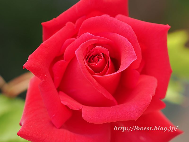 薔薇