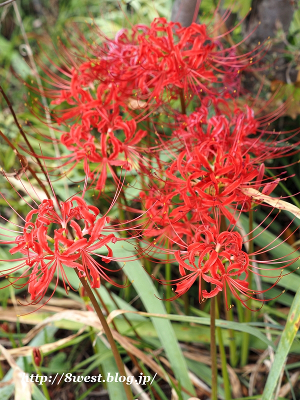 彼岸花2