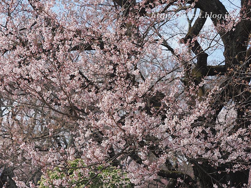 桜01