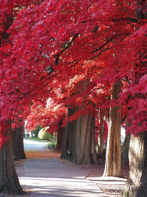 長円寺01