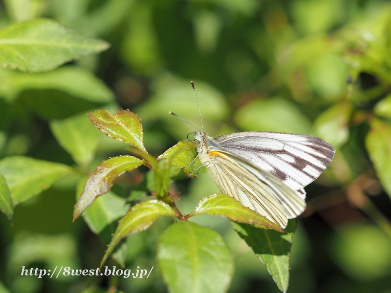 スジグロシロチョウ2